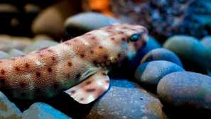 Cank bull california